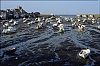Barfleur-juin2013-33.jpg
