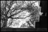 StRomanArbre.jpg