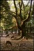 arbre-nara.jpg