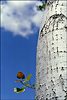 arbre-printemps-01.jpg