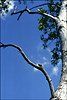 arbre-printemps-02.jpg