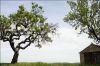 arbre-torsade-01.jpg