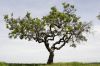 arbre-torsade-02.jpg