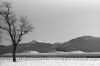 arbre01.jpg