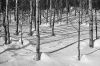 arbre02.jpg