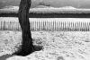 arbre03.jpg