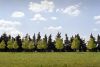 arbres-Arles.jpg