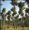 arbresventoux-01.jpg