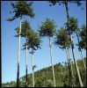 arbresventoux-02.jpg