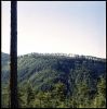 arbresventoux-04.jpg