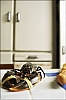 aubonhomard.jpg