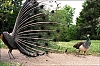 bagatelle-2-06.jpg