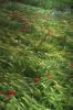 bles-coquelicots.jpg