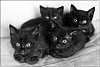 chats-06.jpg