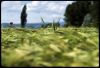 marronnier-kodak.jpg