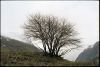 meije-arbre-nu.jpg