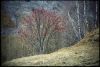 meije-arbre-rouge.jpg