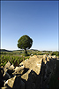 meursault3.jpg