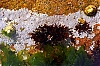 microp-levi2.jpg