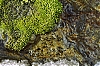 microp-quirlies.jpg