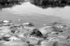 micropaysage7.jpg