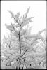 neige-dimanche.jpg