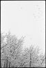 neige-oiseaux.jpg