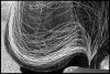 puces-carp-06.jpg