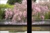 ryoan-ji-06.jpg