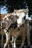 val-vaches-01.jpg