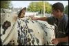 val-vaches-02.jpg