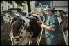 val-vaches-04.jpg