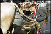 val-vaches-05.jpg