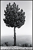 ventoux-arbres-01b.jpg