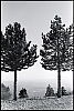 ventoux-arbres-05.jpg