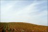 vigne-montmirail-2.jpg