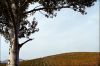 vigne-montmirail-3.jpg