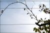 vigne-musicale.jpg