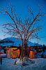 arbre-lumieres.jpg
