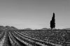0208-Tarendol-100-nb~0.jpg