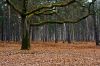 0209-Bruyeres-02-02.jpg