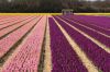 0410_Pays-Bas_140.jpg