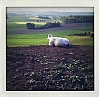 0511_Vezelise_iPhone_pola_07_2.JPG