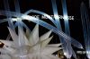 1008_Nuit_Blanche_150.jpg