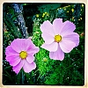 1011_Giverny_iPhone_pola_21-600.jpg