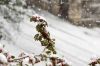 1209_Neige_06_600.jpg