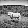 _MG_9732-Modifier.jpg