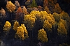 Automne2011-01.jpg