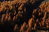 Automne2011-02.jpg