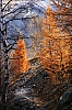 Automne2011-04.jpg